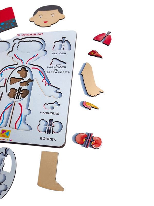 Organlarımı Öğreniyorum- Ben kimim?