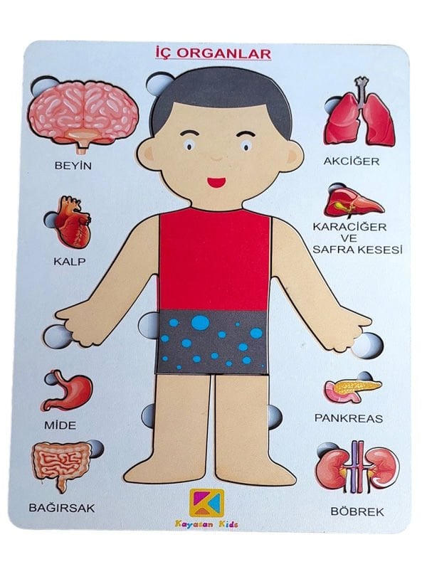 Organlarımı Öğreniyorum- Ben kimim?
