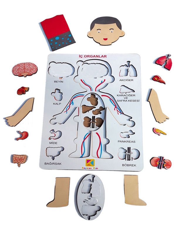 Organlarımı Öğreniyorum- Ben kimim?
