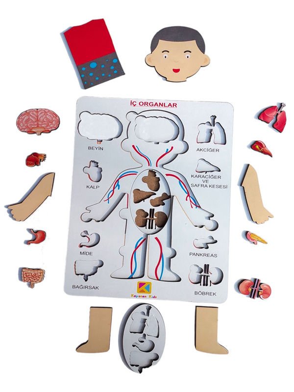 Organlarımı Öğreniyorum- Ben kimim?