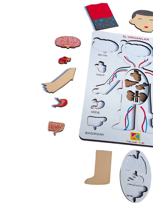 Organlarımı Öğreniyorum- Ben kimim?